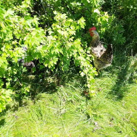 Swedish flower hen chickens in a clove currant bush.