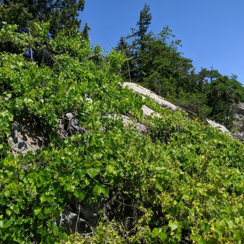 Grapevines on a large slope of solid rock. The upper grape on a trellis is a single sultana, or thompson seedless, vine from the ground far to the left out of view and about 12 feet below where the trellis is. The lower vines covering the rock are an old Delaware variety that has pink slip skin grapes that are big with seeds or small without seeds at times. In the distance is a juniper tree, elm trees, black locust trees, a peach tree in the rocks, and upper left a western red cedar tree.