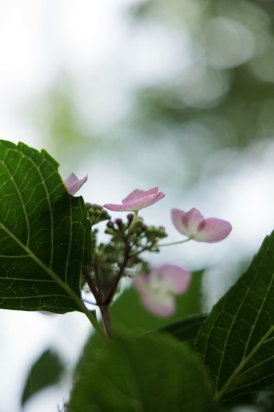 Delicate pink hydrangea flowers peeking through lush green leaves against a softly blurred background.
