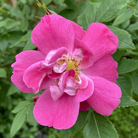 A square photo of a bright pink rose with yellow center and greenery behind it. Most of the petals are fully open but a few in the center are still only partly there. The swirls and swoops that they form, give me the impression of a really grouchy or disappointed face.
