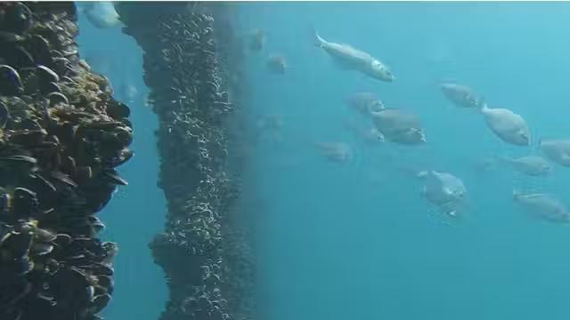 underwater photo of fish swimming among mussels growing on vertical structures