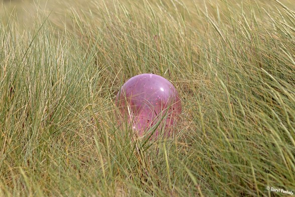 A balloon in sand dune grass.