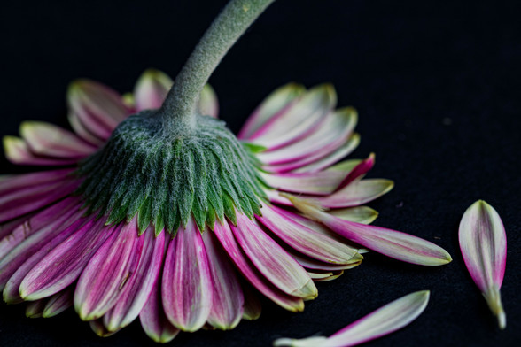 A purple and light yellow gerbera is upside down. You can only see the bottom. The green stem, the green sepals and most of the petals spread out around it are very sharp. There are a few loose petals next to it. All of that on a black background.