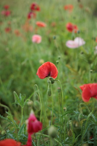 A field of vibrant red and pink poppies sways gently in the breeze, surrounded by lush green foliage and soft, blurred backgrounds.
