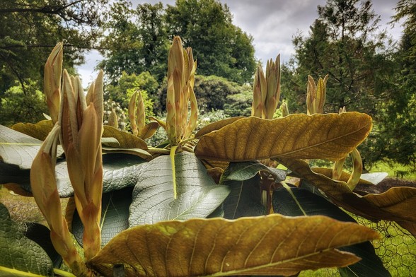 A close-up shot of a rhododendron plant with large, leathery green and bronze leaves, some of which are curled. Several prominent, elongated flower buds, light yellow-brown in colour, stand upright amongst the foliage, hinting at future blooms. In the background, lush green trees and a cloudy sky are visible, suggesting a natural outdoor setting like a garden or woodland.