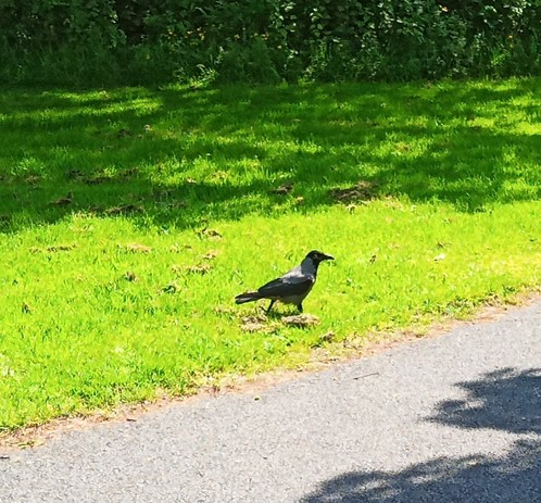 a crow warily approaches droppes food.