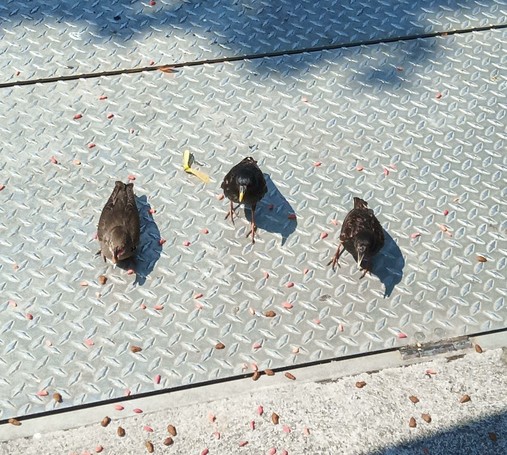 3 starlings arrrive for food.