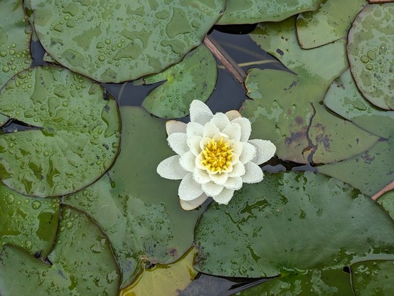 Waterlily with raindrops 🪷