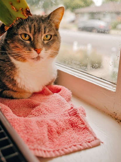 Picture of an American Short Hair cat. She is loafing between a window and some plant boxes indoor. The photo is at an angle, showing her face staring at the camera. The cat is on top of a pink towel. The cat is mostly grey with white around her mouth and neck.