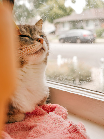 Similar picture to the first, except the cat is looking slightly upwards with squinty eyes.