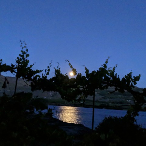 A photo of the not quite full moon rising in the south 45 minutes after sunset. It's light reflects off of water that is rippled from a breeze. A grapevine partially obscures the moon.