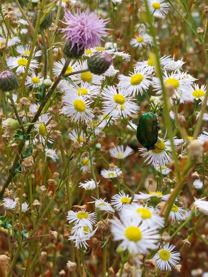 Detail of a wild flower meadow in white, yellow and pink. On a daisy-like flower sits a green iridescent beetle. A moody picture of joy and summery carefreeness.