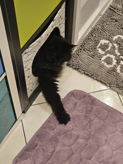 Black long-haired cat "Hope" lying in a white cat cave with her head and one paw outside the cave.