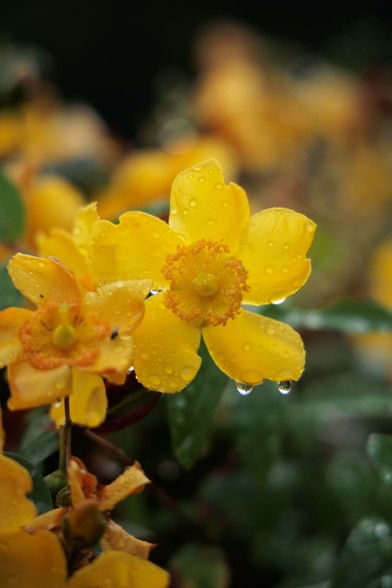 Close-up of vibrant yellow flowers with raindrops on petals, set against a blurred green background.