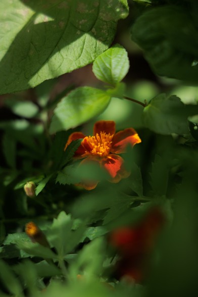 A vibrant orange marigold flower peeks through lush green leaves in a sunlit garden setting.