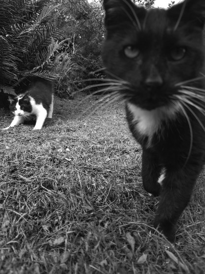 Tuxedo cat and a black and white fluff-cat in the background