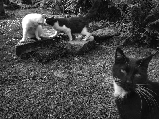 Cats