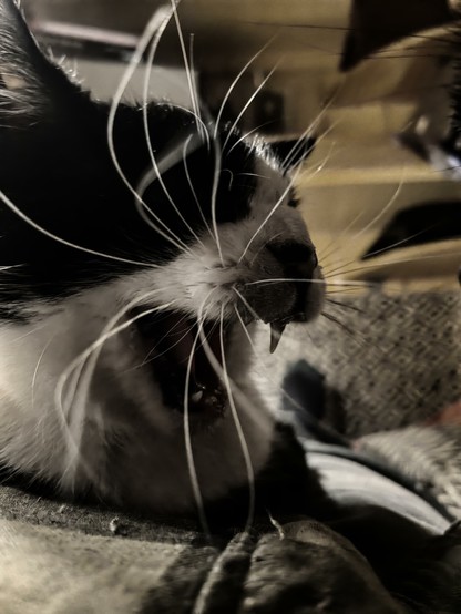 Close-up of some chaotic whiskers display by a black and white cat