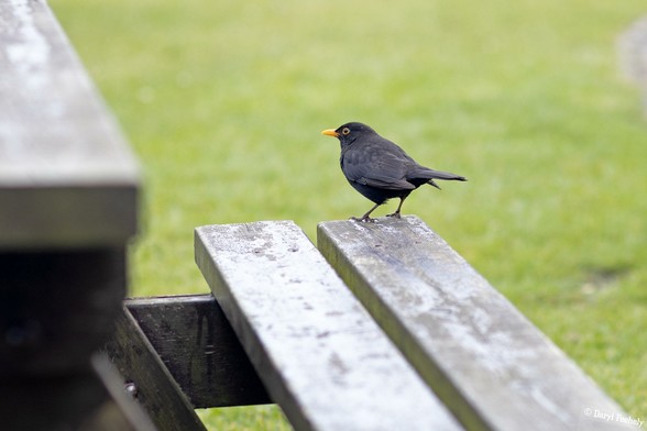 A blackbird pirched on the edge of a picnic bench seat.