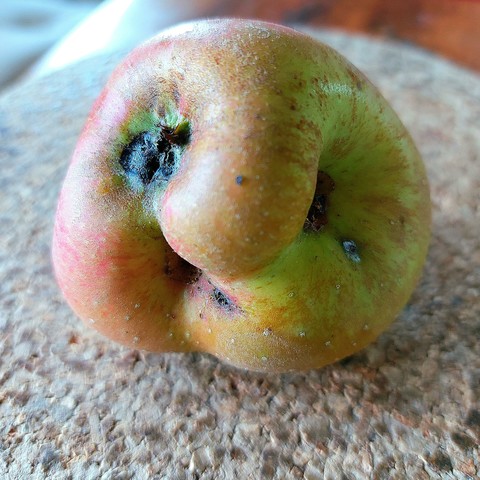 Closeup of a strangely shaped apple on a grey background. It's actually two apples that have grown into each other. The resulting shape makes the fruit look like a grumpy face.
🇩🇪 Closeup eines seltsam geformten Apfels auf grauem Untergrund. Es sind eigentlich zwei Äpfel, die ineinander gewachsen sind. Die so entstandene Form lässt die Frucht wie ein grantiges Gesicht aussehen.  //