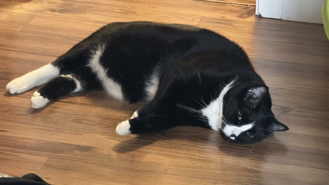 A chubby tuxedo cat lying on his side, eyes barely open.