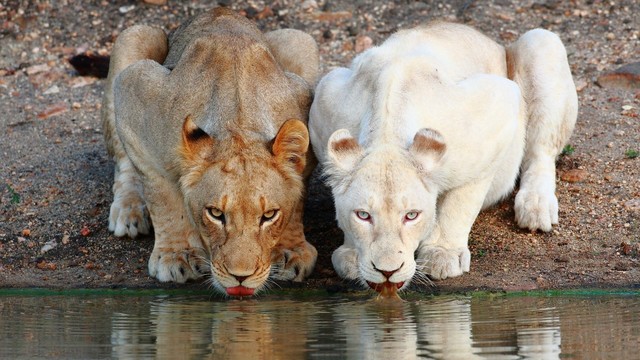 lion, animals, big cats, mammals, drinking
