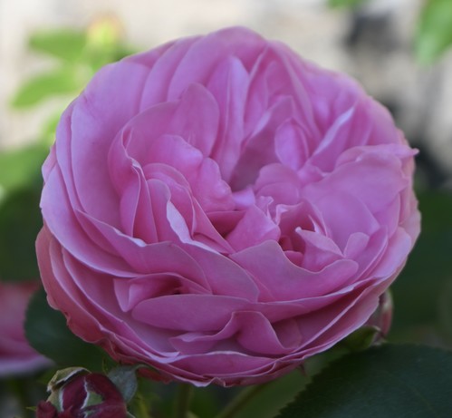 Eine Nahaufnahme einer großen, rosa Rose mit weichen, geschichteten Blütenblättern. Der Hintergrund zeigt grüne Blätter, die die Schönheit der Blume verstärken.