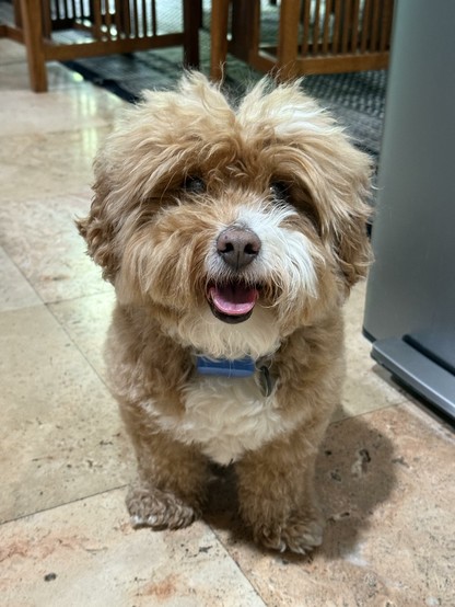 Floofy dog with a smiling face, just after brushing