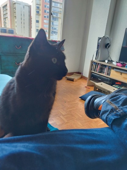 Foto de un gato negro sentado en un sofa, cerca de mi pierna
