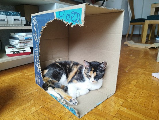 Foto de una gata calico acostada dentro de una caja de cartón que está muy mordida