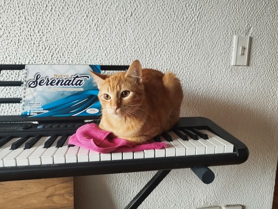Foto de un gato naranja acostado en forma de pan sobre un teclado musical