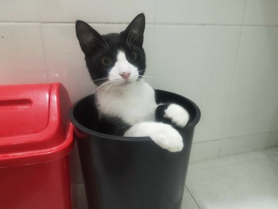 Foto de un gato negro con blanco (las orejas y sus ojos tienen pelaje negro, la nariz y hocico blanco, así como los puños de sus patas delanteras) saliendo de una caneca. Parece haciendo cosplay del chavo del ocho