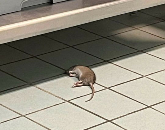 "J’ai crié en le voyant" : un rat mort retrouvé dans une cantine près de Toulouse