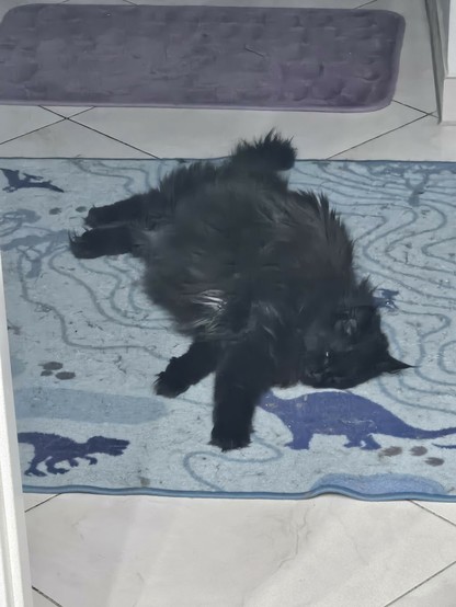 Black long-haired cat "Hope" lying on a blue carpet with darker blue lines and dinosaur silhouettes with almost closed eyes.