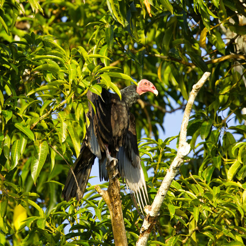 Ein Truthahngeier (Cathartes aura) sitzt auf einem Aststumpf im Gebüsch. Der Betrachter sieht ihn im Profil. Der Vogel hat die Flügel halb ausgebreitet und hält sie in die Sonne.
Der Truthahngeier erreicht eine Körpergröße von 63,5 bis 76 Zentimeter und wird etwa 850 bis 2000 Gramm schwer. Die Flügellänge beträgt 46 bis 55 Zentimeter und die Flügelspannweite 1,80 bis 2 Meter. Der Schwanz ist 22 bis 29 Zentimeter lang. Seine Gestalt ist schlank. Männchen erreichen die gleiche Größe wie die Weibchen. Das Gefieder ist braunschwarz, auf dem Rücken glänzend. Die Flügelfedern haben graubraune Ränder. Der Kopf ist klein, nackt und rot, die Kopfhaut faltig. Der Schnabel ist elfenbeinfarben. Im Flugbild von unten ist der Vogel bis auf den grauen Schwanz und die silbrigen Handschwingen schwarz.