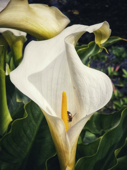 A close-up, high-angle shot of a creamy white calla lily in full bloom, with a small bee nestled inside near the bright yellow spadix. The petals of the lily unfurl elegantly, and lush green leaves are visible in the background, with some dark, blurred areas suggesting water or shadows.