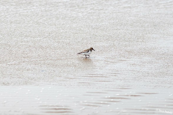 A dunlin in the water along the beach shoreline.