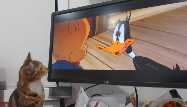 A tabby kitten watching Looney Tunes