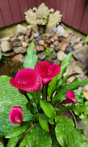 Deep red blooms of calla lily, open as if small flutes awaiting to be filled, in front of a small rock lined pool with water coming out the mouth of a lion gargoyle.