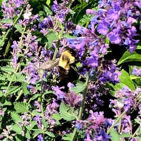 Slightly blurry photo of a large, fluffy bumble bee on a purple catnip flower stalk