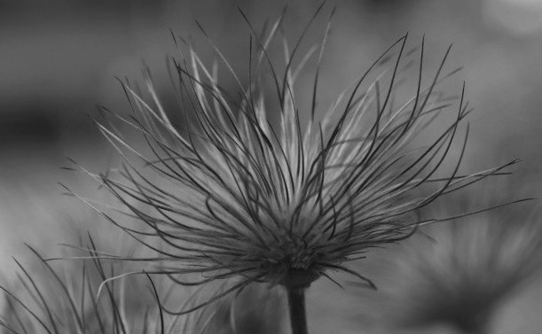 Macro photograph, in black and white, of what is left of a pasqueflower (Pulsatilla sp.), with numerous linear seed-heads, dry and hairy, all up in the air like a punk haircut.