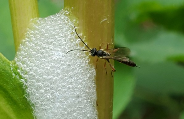 A wasp on a plant stem next to foam created by spittlebug nymphs.
