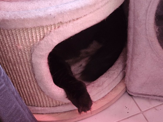 Black long-haired cat "Hope" lying in a cat cave in a beige scratch drum, one paw resting on the edge.