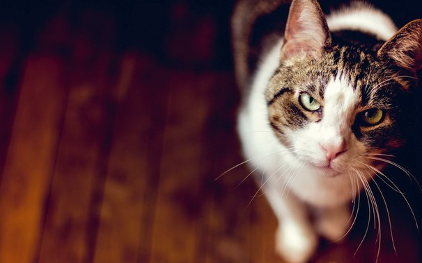 animals, cats, depth of field, wooden surface, mammals, animal eyes, closeup