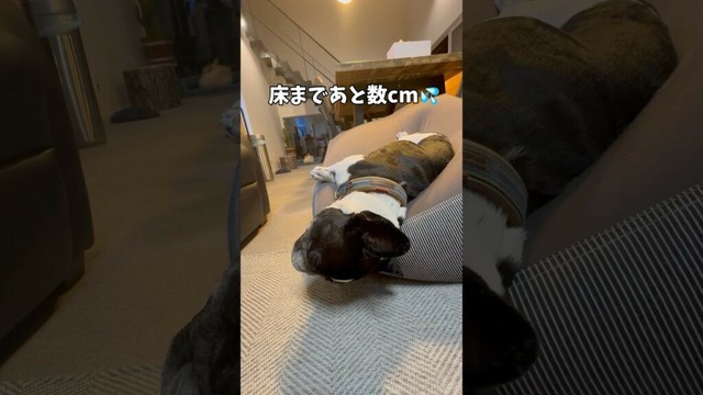 どうにも眠いフレンチブルドッグ😪#shorts#shortsvideo #frebull #frenchbulldog #フレンチブルドッグ #フレブル6兄弟 #フレブル多頭飼い