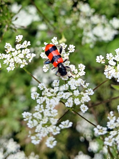Clairon des abeilles