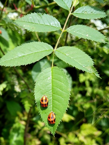 Coccinelles asiatiques multicolore dans un stade intermédiaire entre larve et adulte.