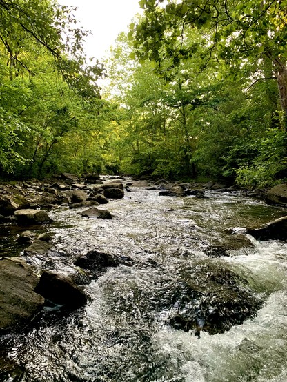 A view of a creek swiftly running through rocky terrain, surrounded by vivid green dense woods. In the center, there’s an opening in the trees where the cloudy sky is visible.