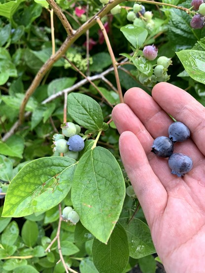 A few blueberries on a palm with a blueberry bush in the background.