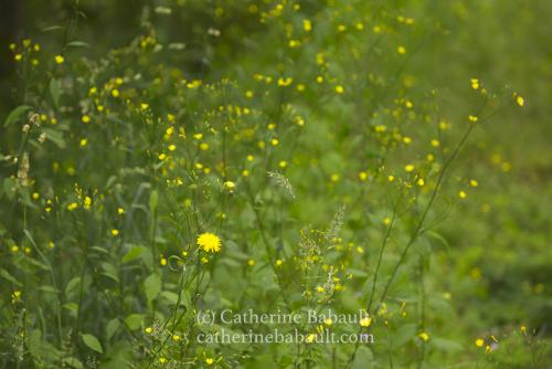 Dozens of small yellow flowers in a patch of greenery.